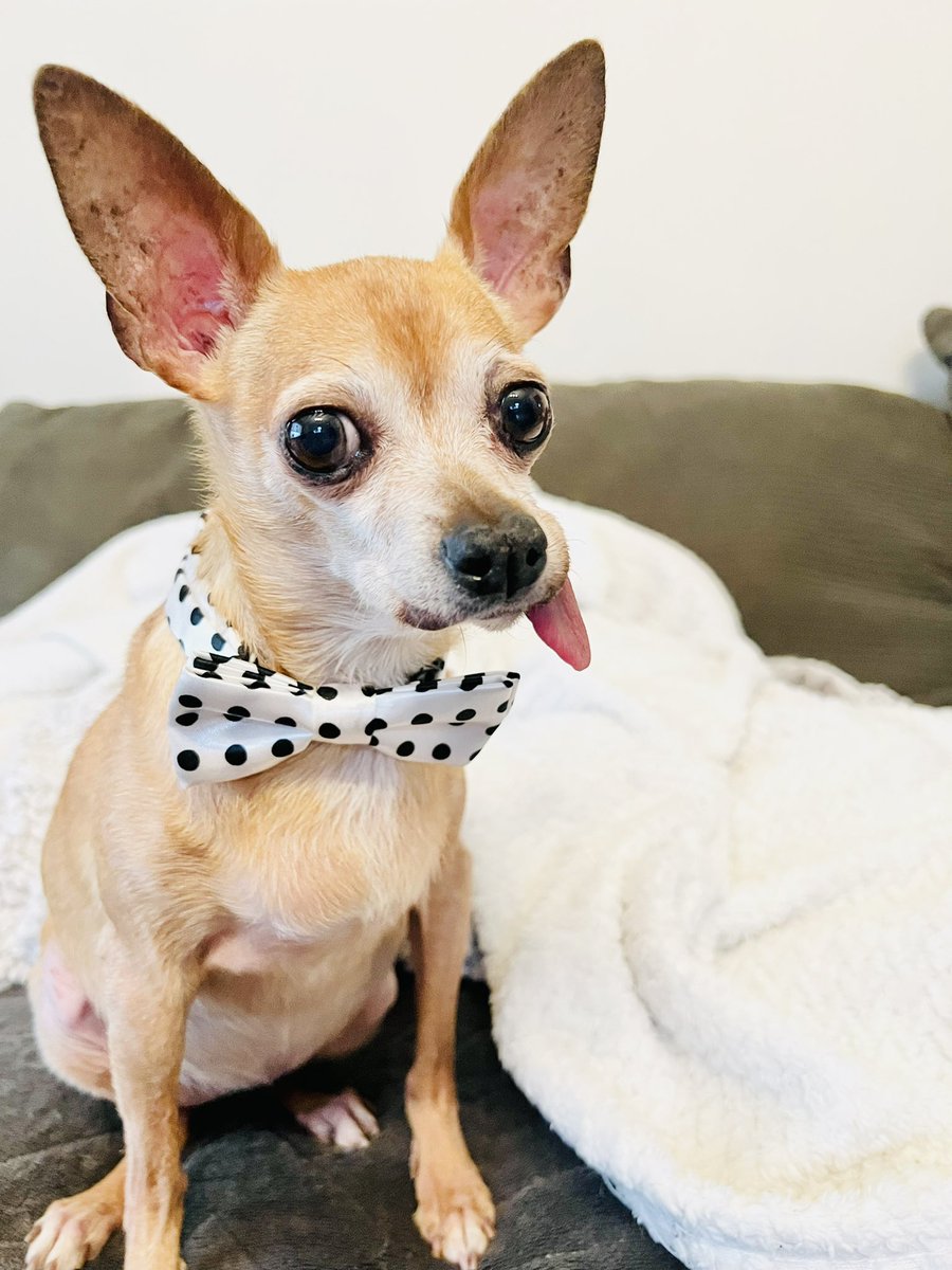 Pinky family tweet media