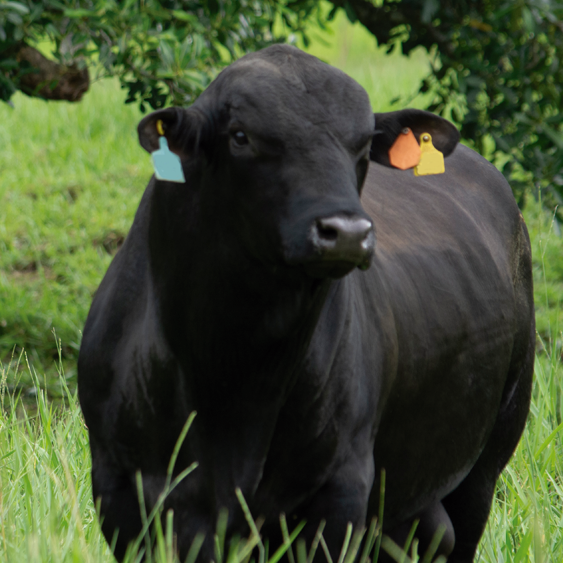 GanaderiayAgro's tweet photo. Mi nueva foto de perfil.
#Ganaderia #Beefmaster #Charolais #Simmental #Angus #Brangus #SantaGertrudis #Hereford #Limousin #Cebu #Brahman #Senepol #Braford #Charbray #Gelbvieh #Indubrasil #BlondAquitaine #Droughtmaster #Nelore #SuizBu #Romagnola #Romosinuano #Salers #Taurindicus https://t.co/NHRVhfYZ33