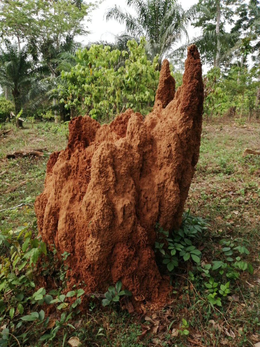 New information from <a href="/JoelWoon/">Joel Woon</a> et al. on the ecophysiology, and potential evolutionary strategies, of an incredibly important tropical taxa, #termites; which are vital agents of decomposition in many #TropicalEcosystems. 

Read the #OpenAccess article: doi.org/10.1111/1365-2…