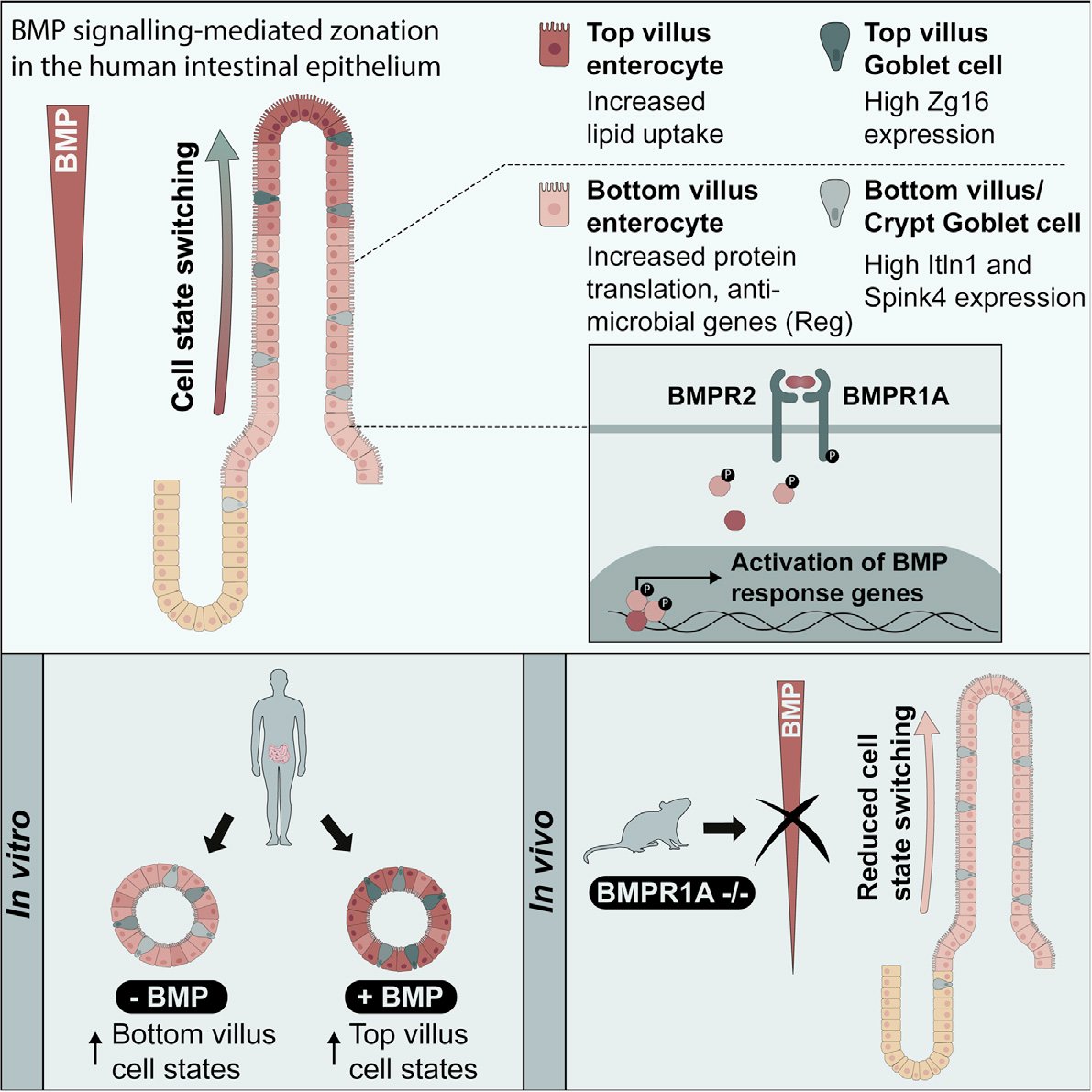 The Clevers Lab (@thecleverslab) on Twitter photo Intestinal cells change their function over their lifetime, regulated by BMP signaling. New paper just out in <a href="/CellReports/">Cell Reports</a> by <a href="/BeumerJoep/">Joep Beumer</a>, <a href="/JensPuschhof/">Jens Puschhof</a>, Fjodor Yousef Yengej, <a href="/HansClevers/">Hans Clevers</a> and collaborators! Interested in the details? A thread (1/x): Intestinal cells change their function over their lifetime, regulated by BMP signaling. New paper just out in <a href="/CellReports/">Cell Reports</a> by <a href="/BeumerJoep/">Joep Beumer</a>, <a href="/JensPuschhof/">Jens Puschhof</a>, Fjodor Yousef Yengej, <a href="/HansClevers/">Hans Clevers</a> and collaborators! Interested in the details? A thread (1/x):