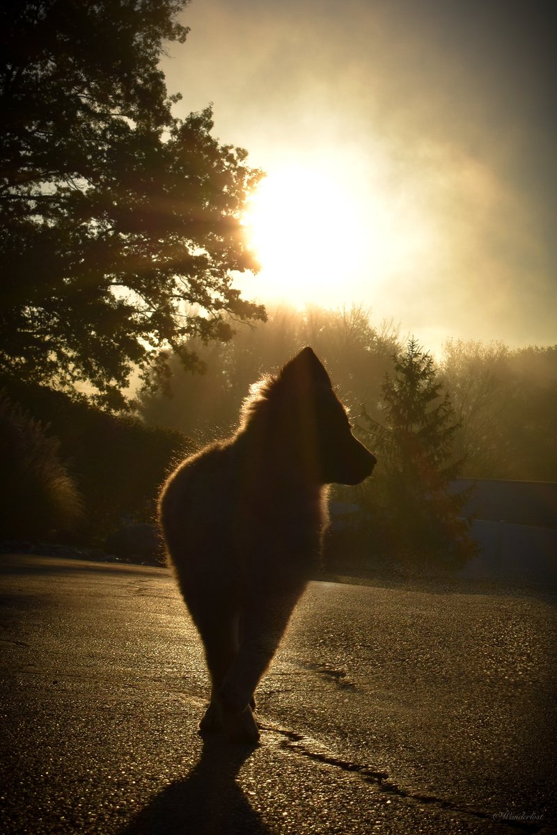 The Sibe + The Terv tweet media