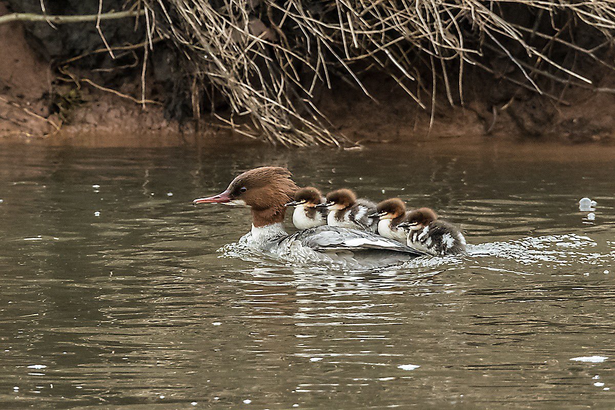 Comfortably our earliest brood ever, 6 chicks on the Tame today. GWE, drake Pintail &amp; 2 Shelducks. <a href="/MercianBirding/">Mercian Birding</a>