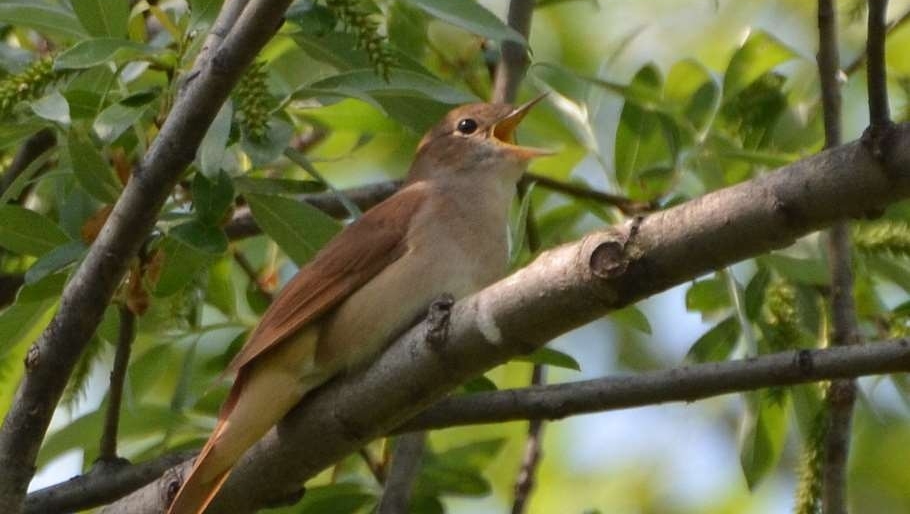 Which bird song is 🎶 music 🎶  to your ears? 

#GetBirding