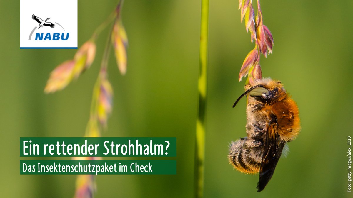 NABU_de's tweet image. Ein neues Insektenschutzpaket zum meteorologischen Frühlingsbeginn. Grund zum 🎉 für die🐝🪲🦋?
Nicht ohne Einschränkungen, denn insbesondere die Zulassung von Glyphosat darf nicht durch die Hintertür verlängert werden. 🚨
➡️Hier der Faktencheck: nabu.de/tiere-und-pfla…