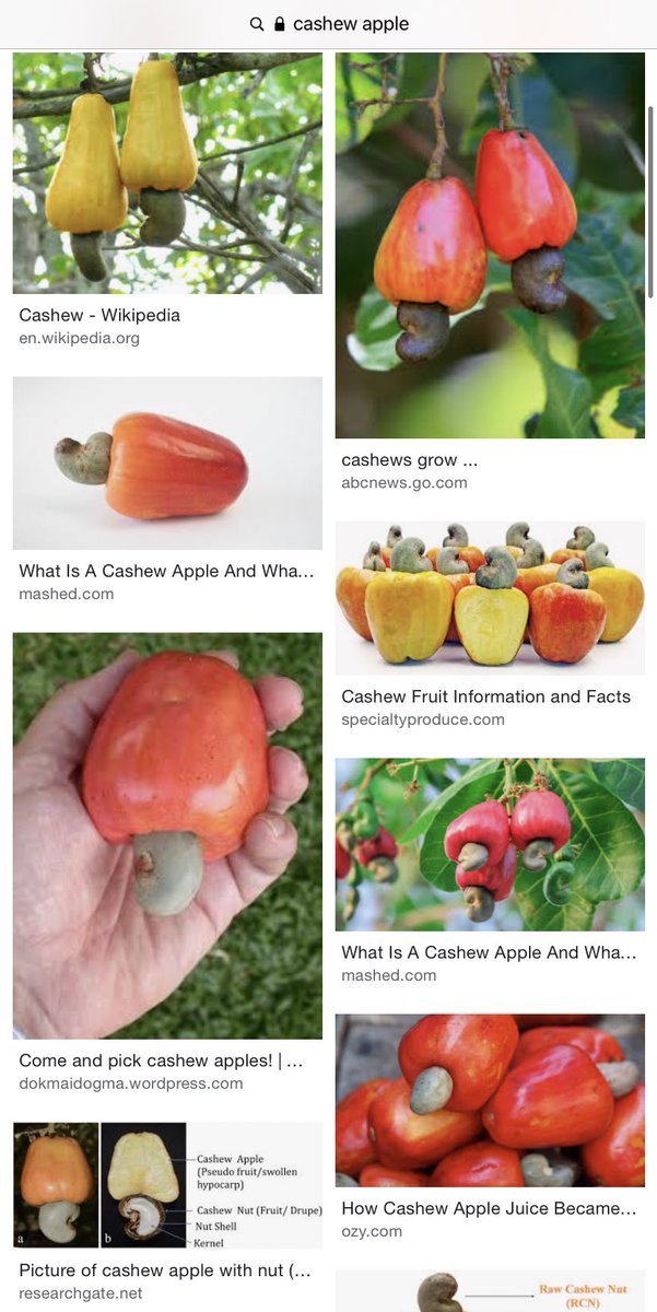keelygotbones's tweet photo. every couple of months or so i google pics of cashew fruit, just to remind myself that i dont know shit about the world and i never will https://t.co/Q4zZ3kyc9c