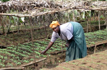 Organic farming. Educational farming techniques are taught to prevent poverty and keep the environment safe. The Gorilla Organization have worked with various communities to enhance their farming abilities. Support them now and donate, donate, donate! #Gorillas #Charity #Farming