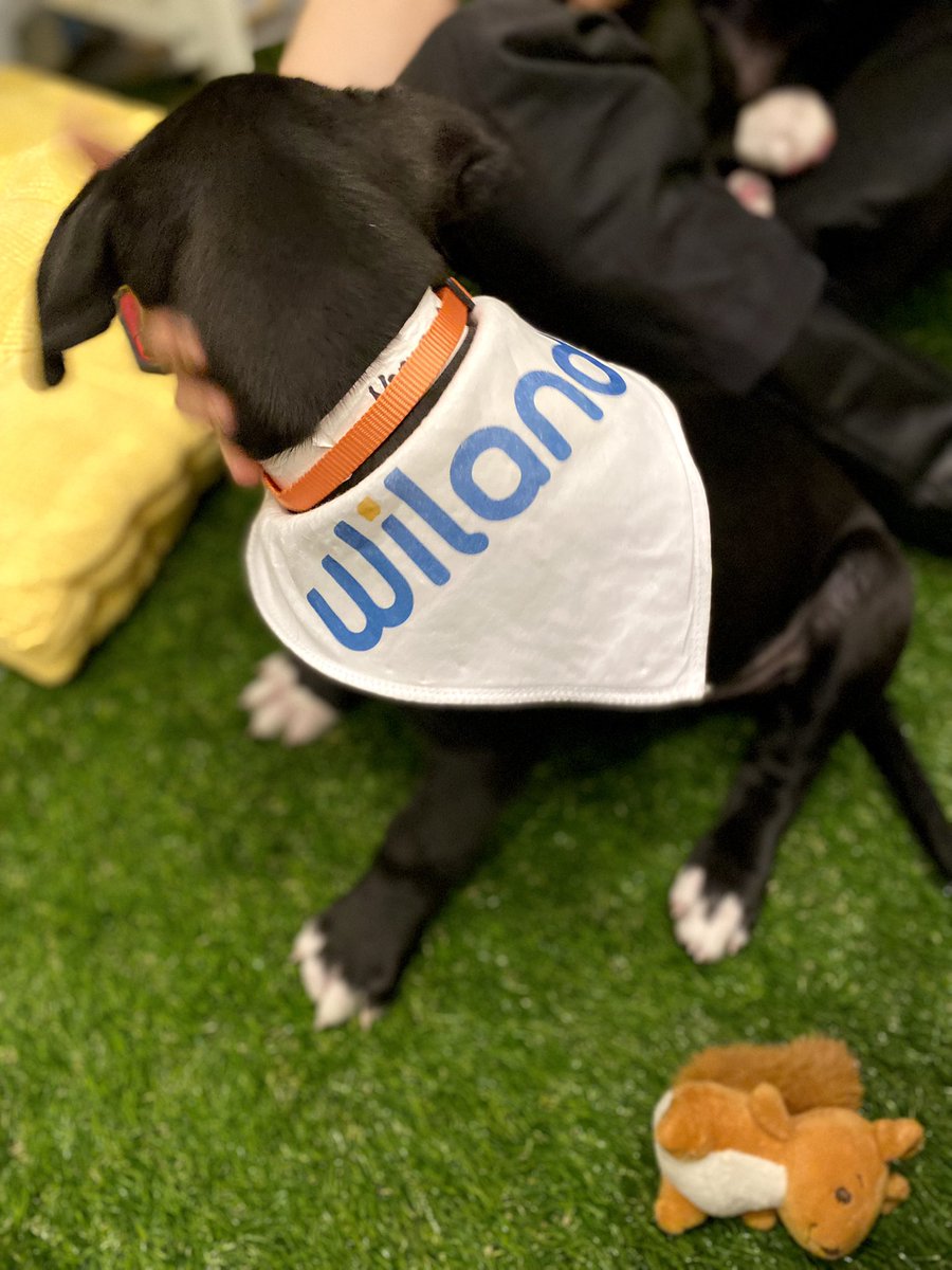 RampUp's tweet image. In need of a midday break? Don’t miss your chance to get in some puppy cuddles – stop by to visit the RampPups in the Vanderbilt Room at #RampUp22! 🐾 ramp.click/ramppups-tw

Thank you @WilandInc for sponsoring!