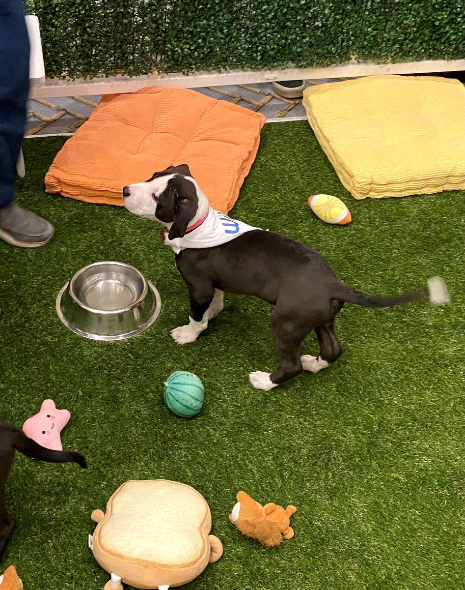 RampUp's tweet image. In need of a midday break? Don’t miss your chance to get in some puppy cuddles – stop by to visit the RampPups in the Vanderbilt Room at #RampUp22! 🐾 ramp.click/ramppups-tw

Thank you @WilandInc for sponsoring!