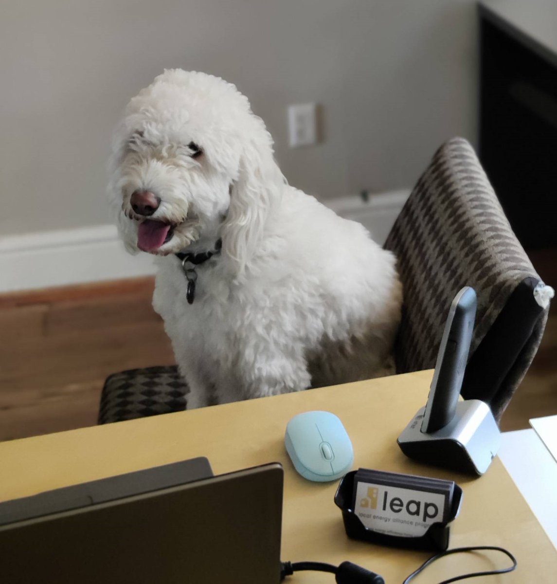 LEAP_VA's tweet photo. #Marketing pros! LEAP is #hiring a Marketing &amp; Outreach Manager to promote our work bringing comfort, savings, &amp; energy efficiency to the community. Use creative #outreach to bring needed services to neighbors &amp; combat climate change - w/ cuddly coworkers! https://t.co/KmsWvGoW4g https://t.co/OV1thJCeCX