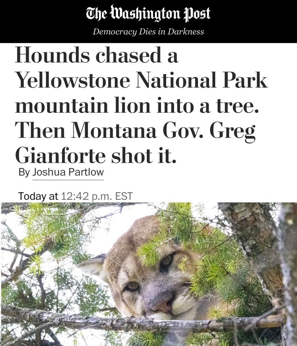 Has Montana <a href="/GovGianforte/">Governor Greg Gianforte</a> made killing Yellowstone's iconic predators his specialty? 
He recently shot + killed a collared cougar being monitored by <a href="/NatlParkService/">National Park Service</a>. Less than a year earlier, he killed a collared Yellowstone wolf.
➡ wapo.st/3sA8sL6