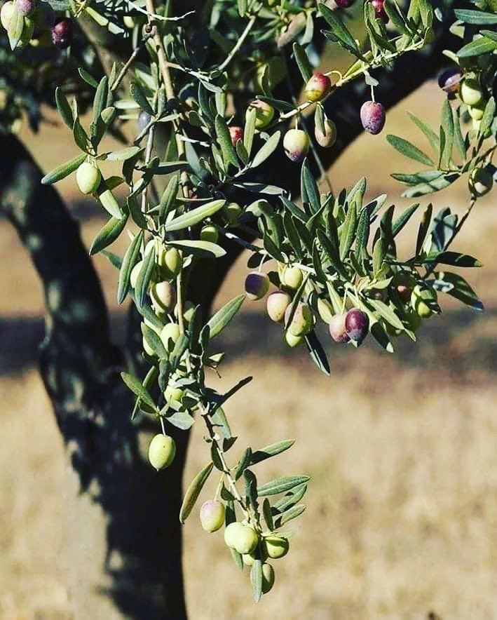 Dokunanın yakasına yapışacağız.
#ZeytinimeDokunma #ZeytinİçinAdalet