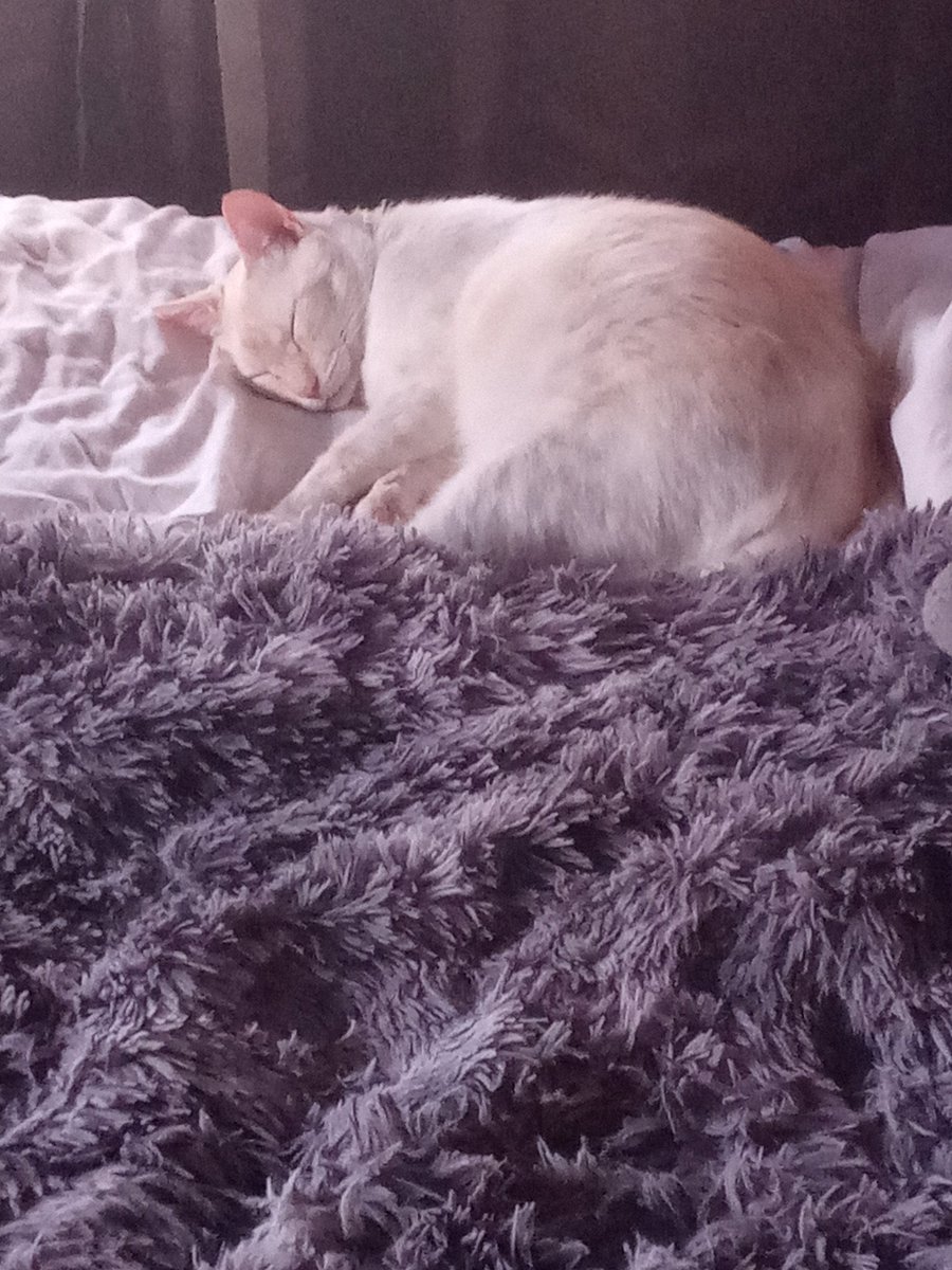 KITTYCATCHESSIE's tweet image. Trevy