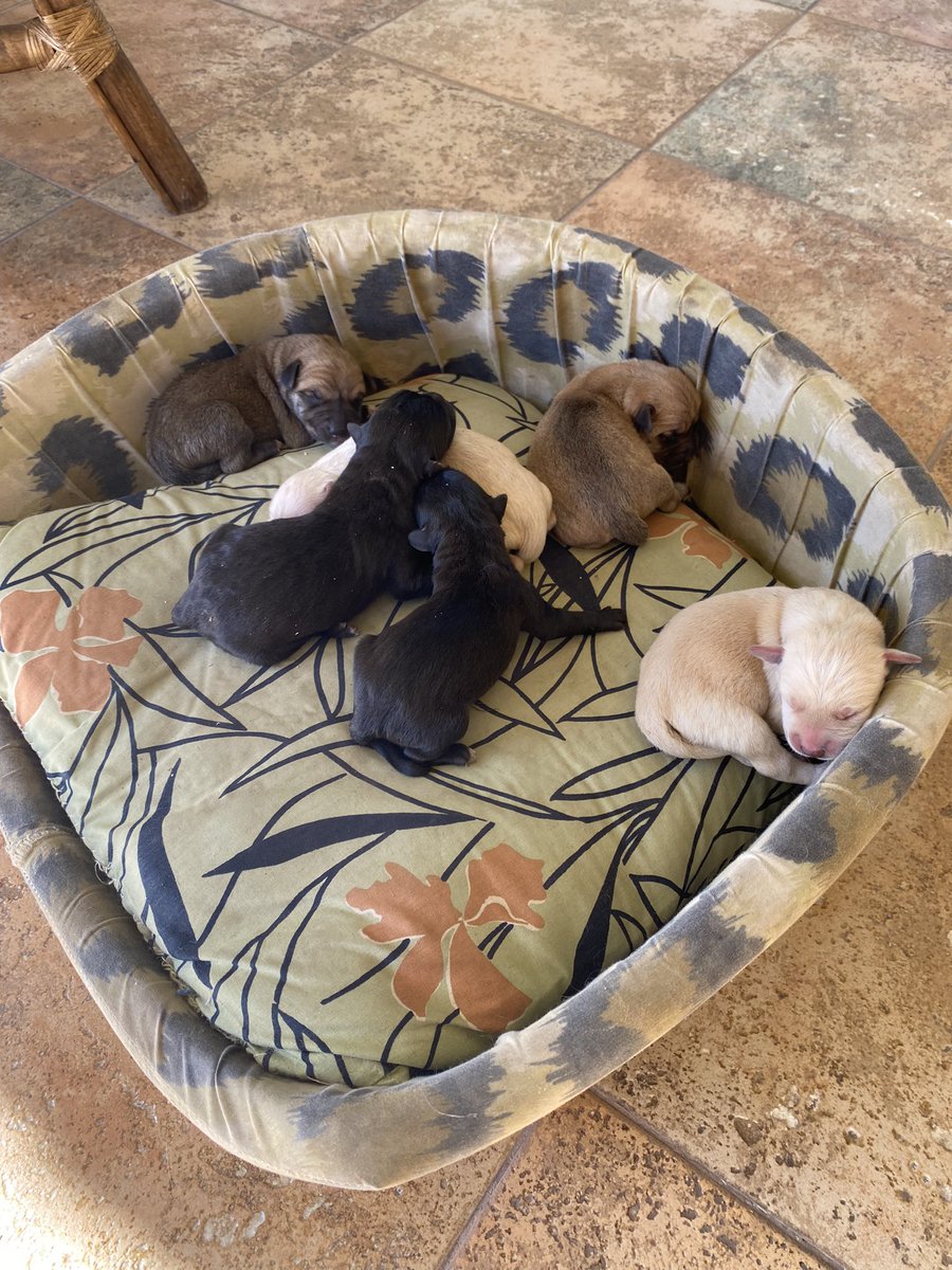 Hoy rescatamos a una perrita que tuvo sus crías anoche en el barrio de Palmares. Son 7 bebés hermosos pero uno tiene despellejada una parte del cuerpo así que se quedó en una veterinaria. El resto de los cachorros y su mamá están bien cuidados en una casa de tránsito. Sigo👇🏾