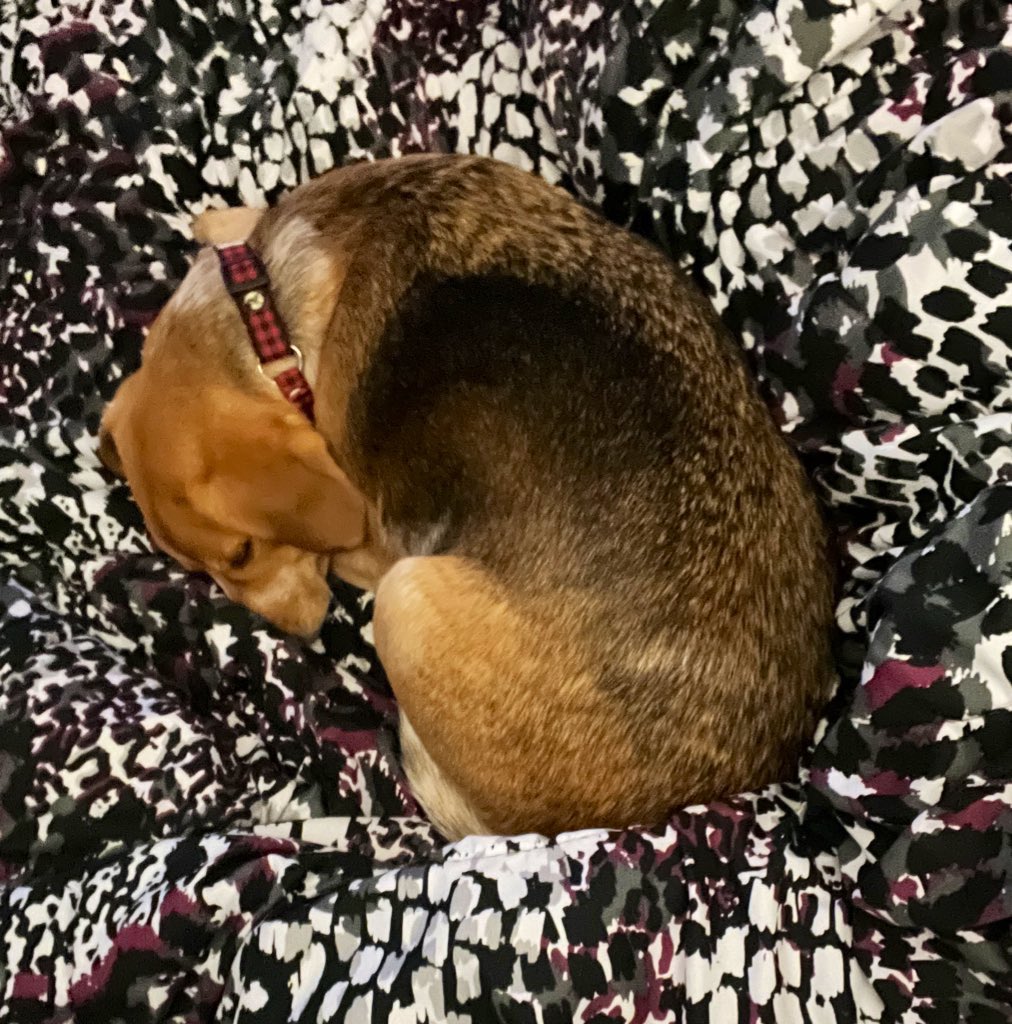 Bagel 🥯 or Beagle 🐶 ?