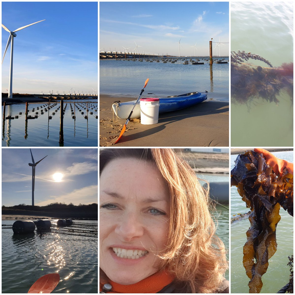 The Triple Storm attack on our region in the past few weeks, has not left a single trace in our robust #seaweed farm. <a href="/zeewaar/">Zeewaar</a> is very lucky with its nature park location, that is  protected yet wild enough for the Kelps to grow up dancing all winter. Hello spring Sunshine 💙🌞🌊