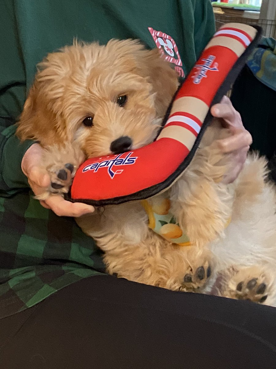 darbyrae95's tweet photo. @Capitals @OTPetResorts Gillie will always stick with the caps https://t.co/qixqro6DMM