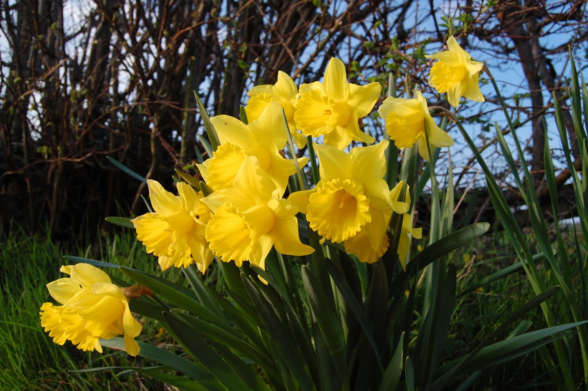 plucktoplay's tweet photo. These seem about right for today. #StDavidsDay2022 #daffodils https://t.co/DFmDfRIOQk