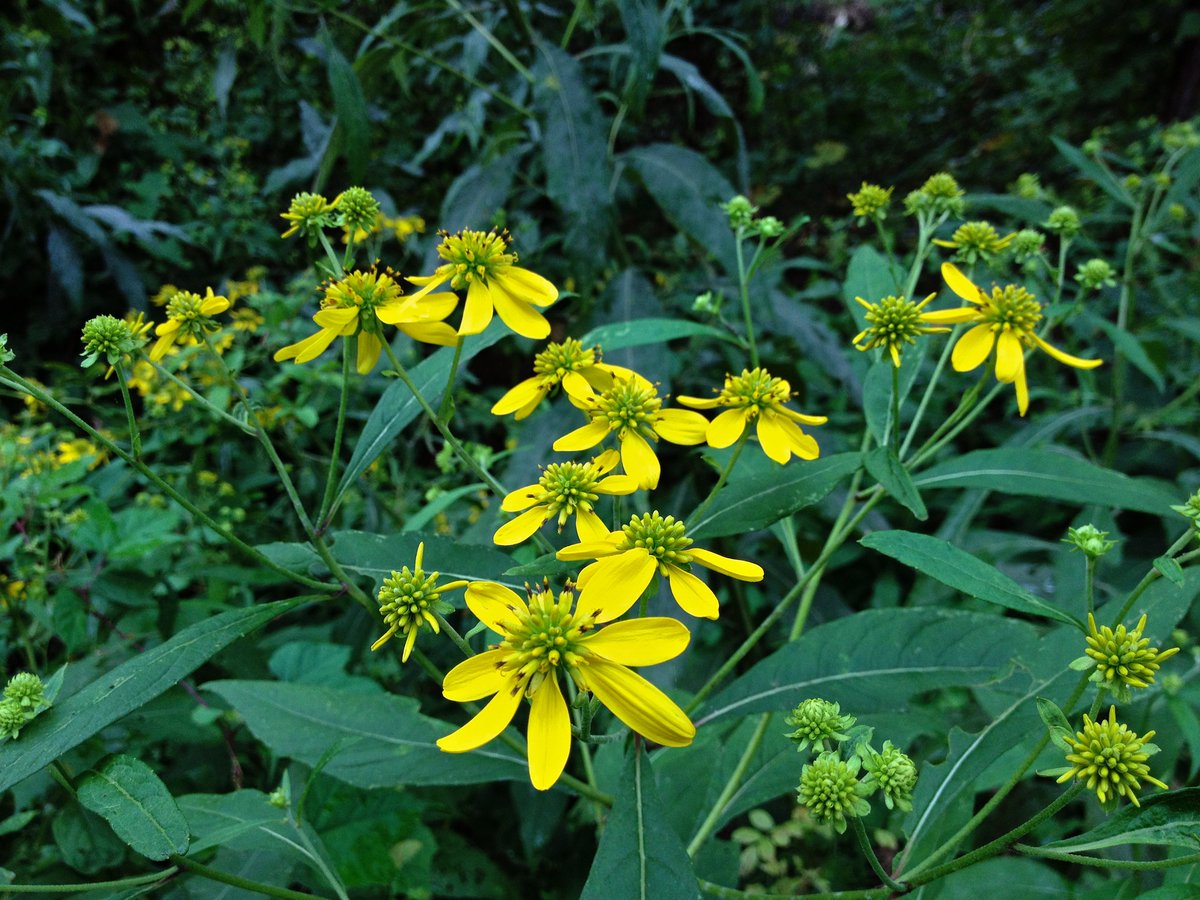 _plantsdaily's tweet photo. #Wingstem (Verbesina alternifolia): Tall &amp; unbranched w/ alternate medium-green leaves that taper to petiole-like bases. The upper stem terminates in a dome-shaped panicle of daisy-shaped yellow flowerheads.
Height: 3-8 ft
Water:💧💧
Light: ☀️⛅️
More: https://t.co/XRpTRfetzt https://t.co/NJCZPdCgZe