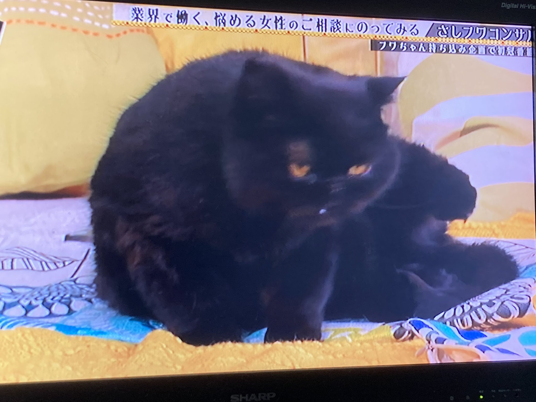 ねこランド春日部西口店 6pd9yu00fbvfgjm Twitter