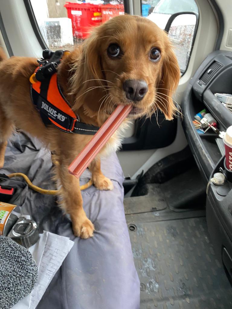 We had a helper at Exmouth Plastics today!   #exmouth #plastics #buildingproducts #suppliers #devon