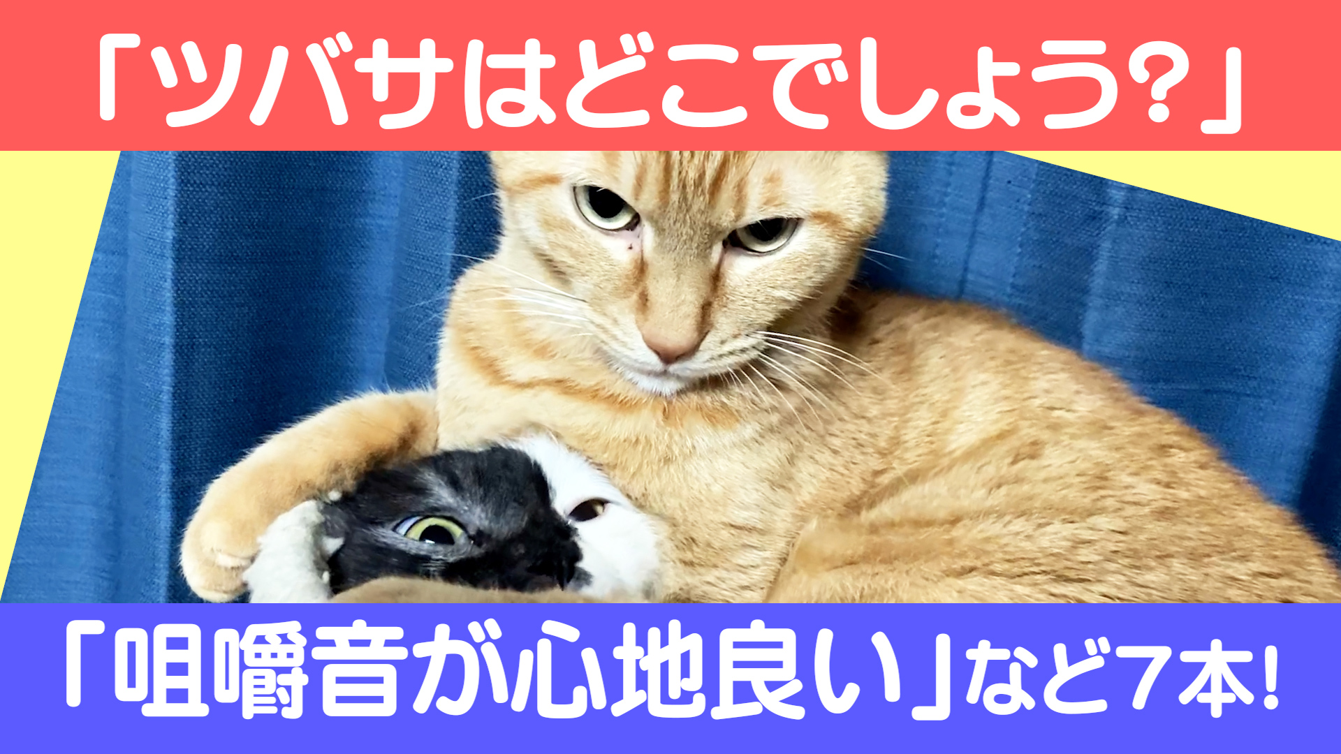 Cats Life 猫のいる生活をあなたに Catslife Twitter
