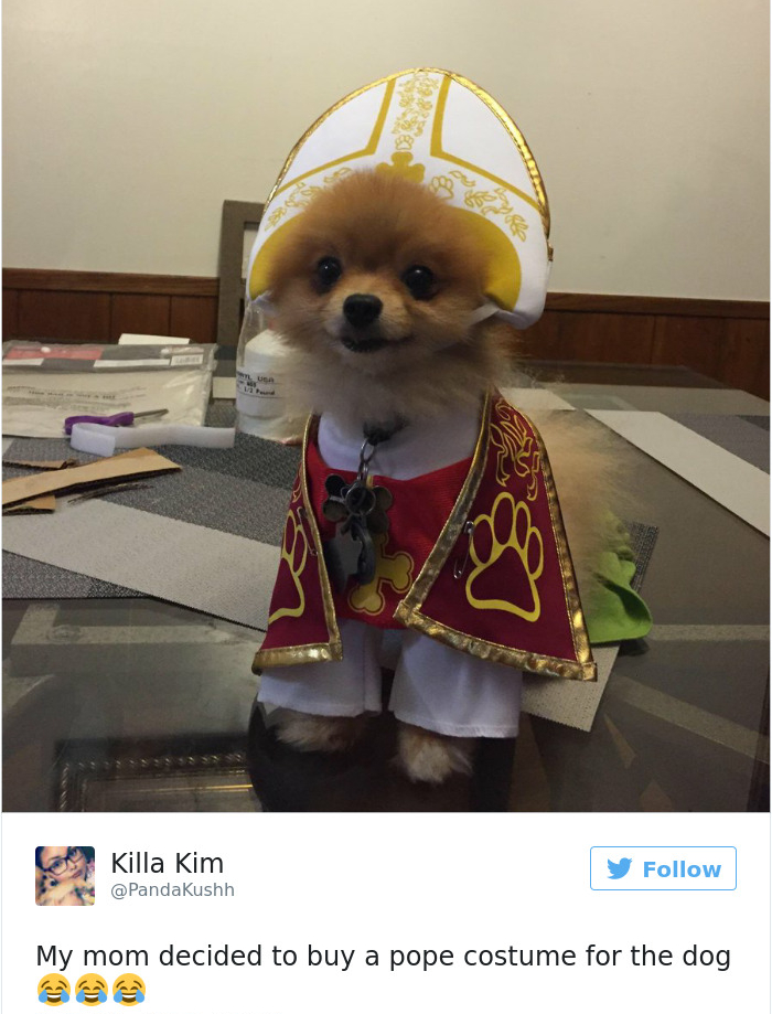 YourDogOnEvery1's tweet photo. Frens, let me see your costumes😅🐶
#twitterdogcommunity #dogsoftwitter #dog #dogs #dogsarefamily #boop #dogtwitter #doglovers https://t.co/3mshZPduW9