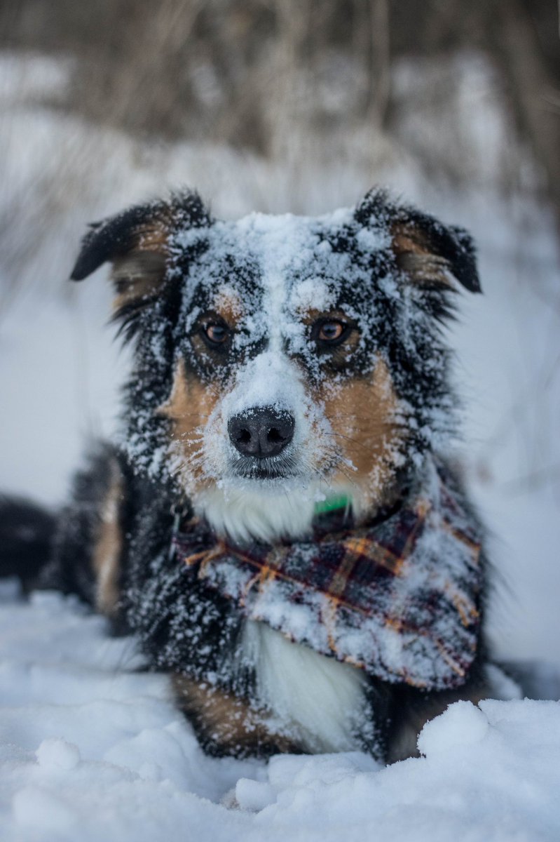 theroyalherders tweet media