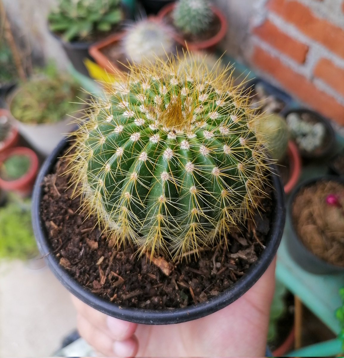 PlantsCactus's tweet photo. Parodia magnifica https://t.co/wAKYEiJLrA