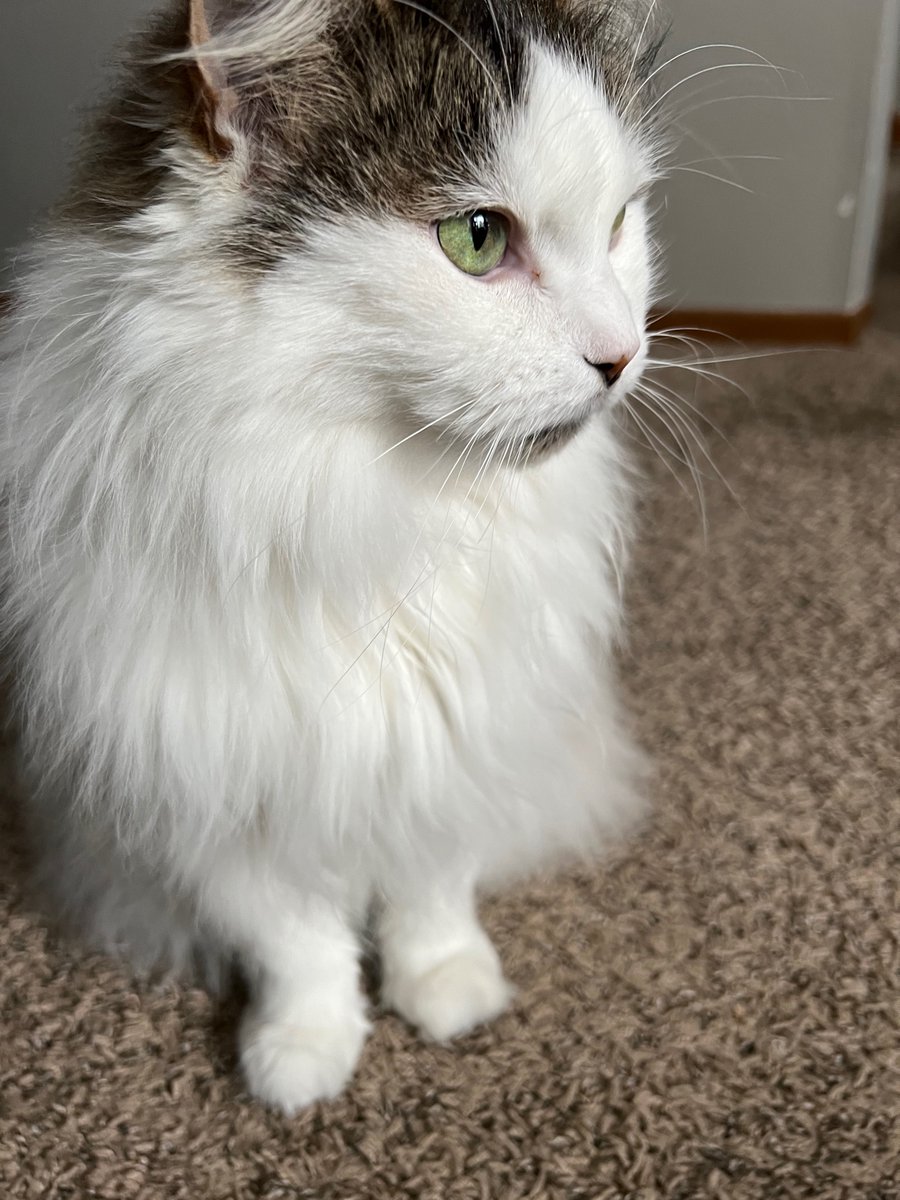 Profoundsoup's tweet image. Mia the cat #readypetgo