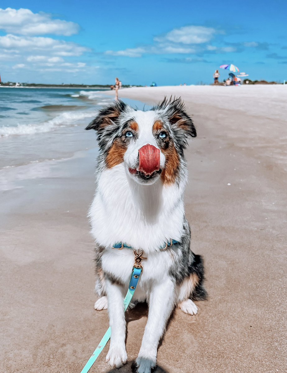 Can I get a #TOT #twitterdogcommunity #twitterdogs #DogsofTwittter #aussie #beach
