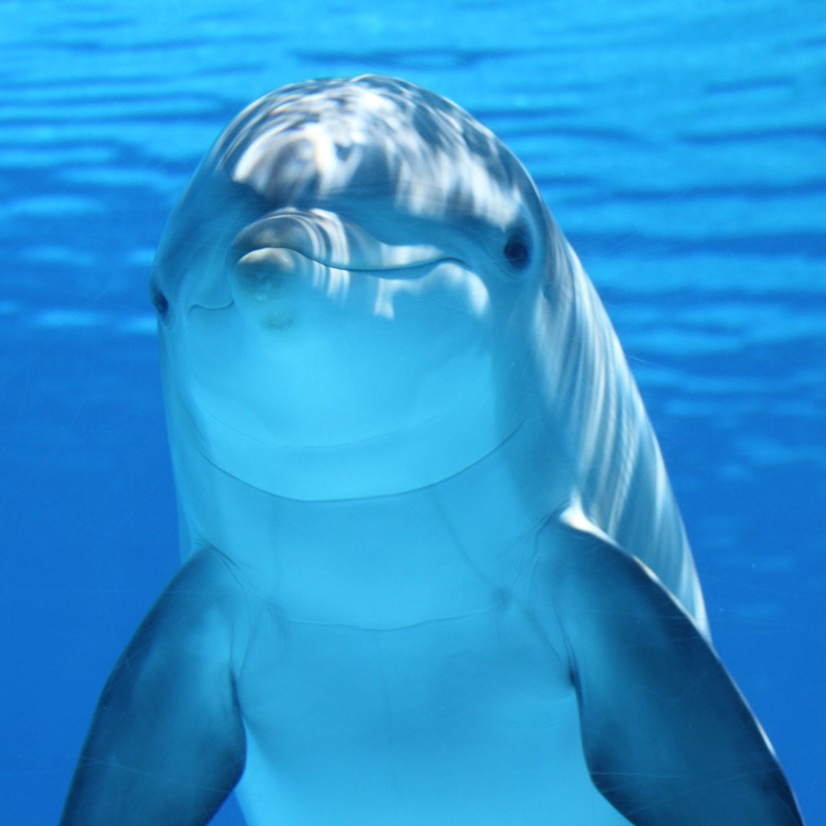 midogtest's tweet photo. With the help of our Next-Gen DNA sequencing we can Vets detect anything wrong with dolphins. Educate yourself on how to protect dolphins and there environment #dolphinawareness #midog #midogtest #vetinary #vet #vetdiagnostics #veterinarymedicine #microbiomehealth #petdiagnostics https://t.co/Mc7Tuc7nSB
