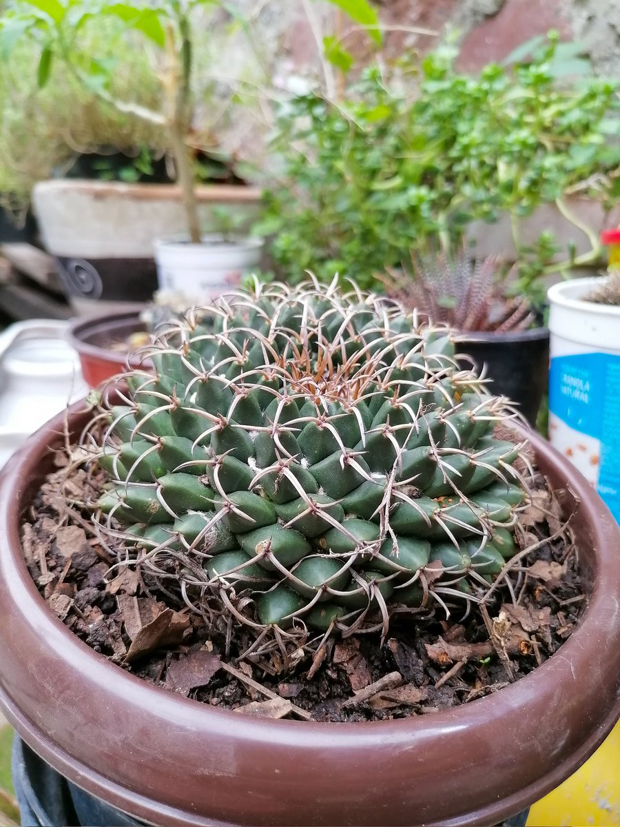 PlantsCactus's tweet photo. Mammillaria magnimamma https://t.co/PbMOlUw72G