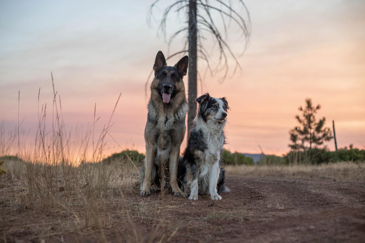 OhMyGSDs || OMyAussie tweet media