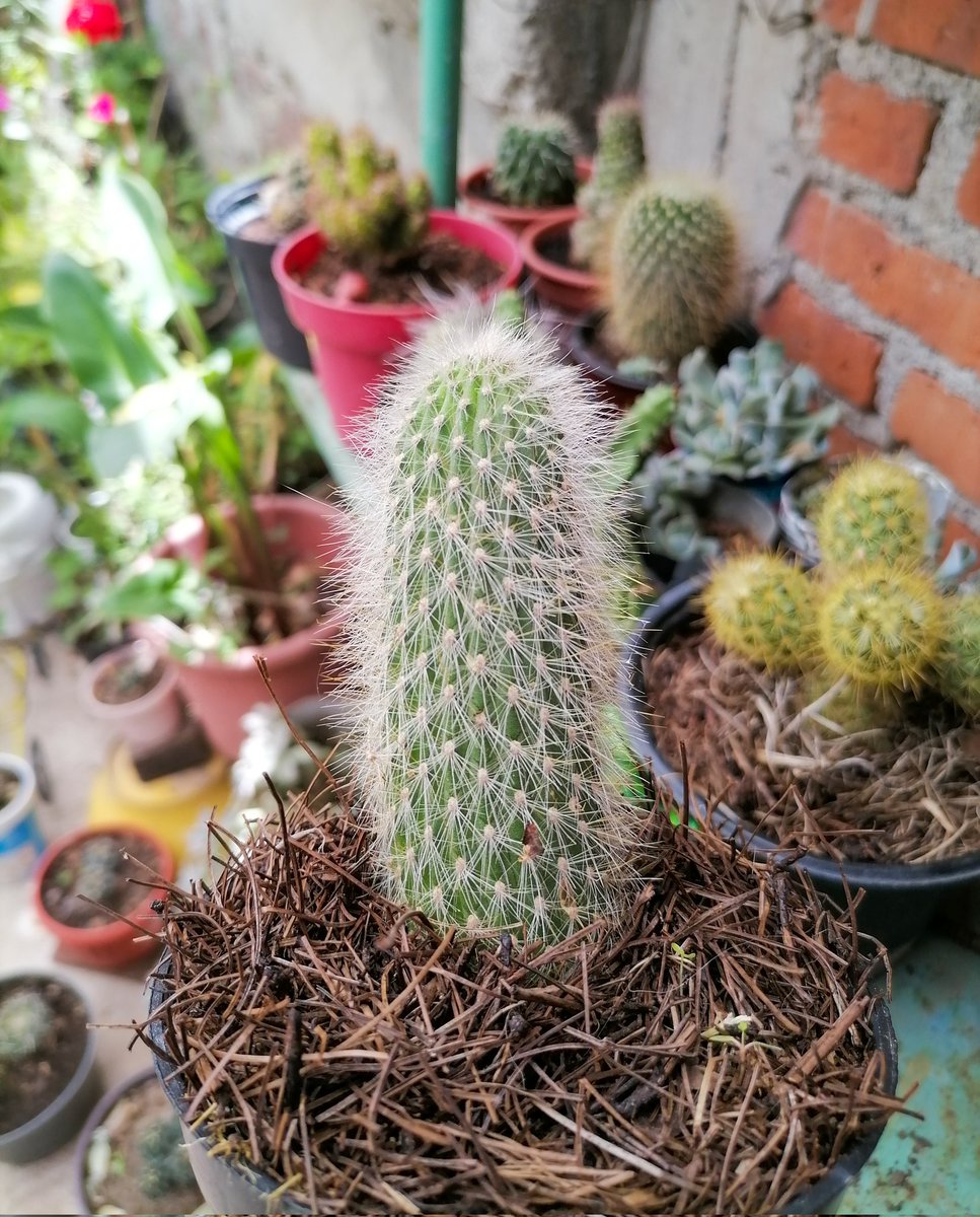 PlantsCactus's tweet photo. Espostoa lanata https://t.co/WLcvo59UHl