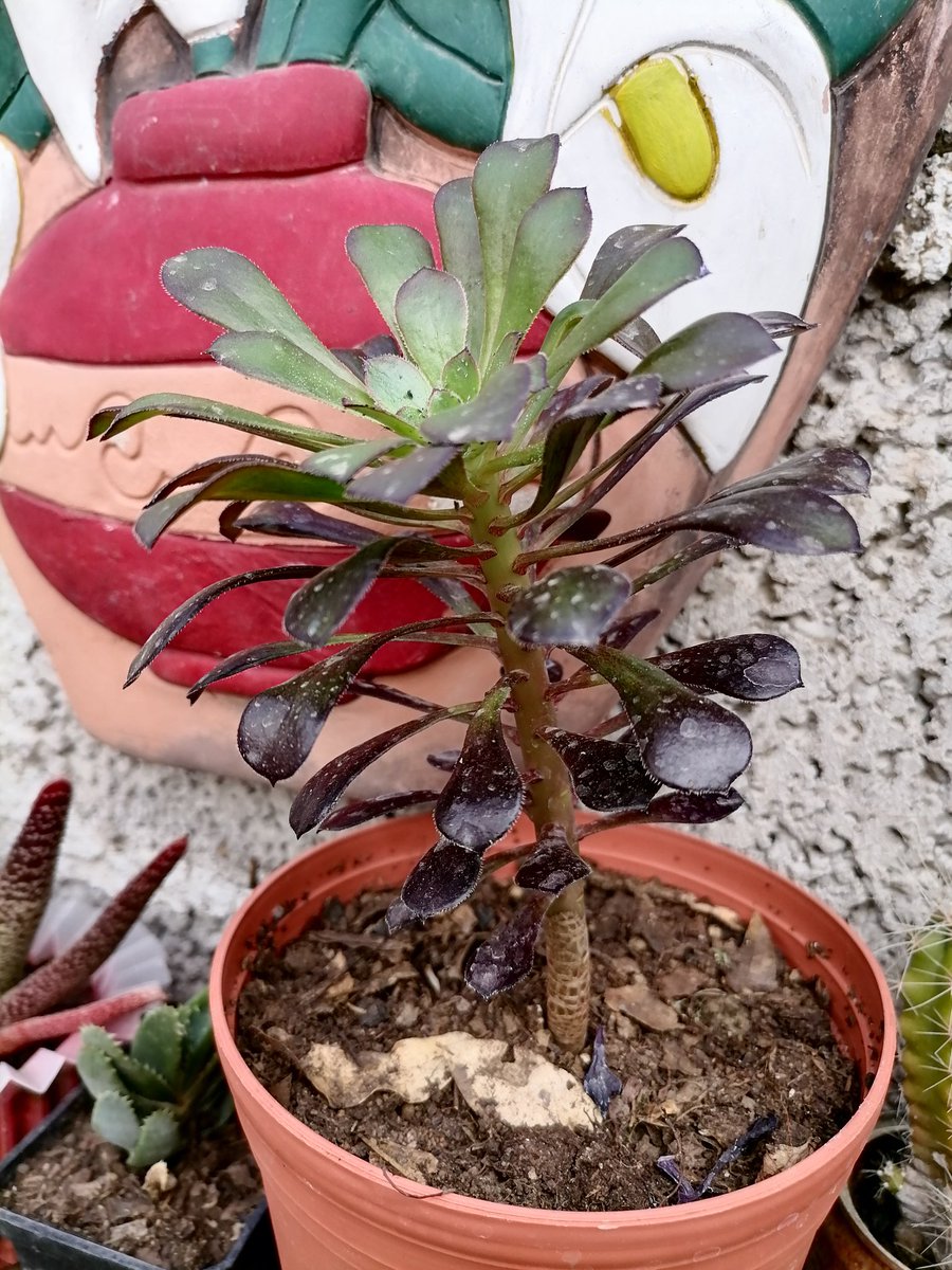 PlantsCactus's tweet photo. Aeonium aboreum zwartkop https://t.co/rcC43I4TYz