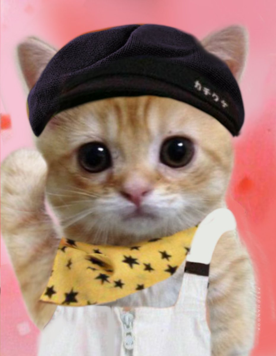 petchanook's tweet photo. น้องเล่อเมี้ยวๆପ₍  ˄·͈   ⤙   ·͈˄ *₎ ଓ ◞ https://t.co/H4spC5SSkR