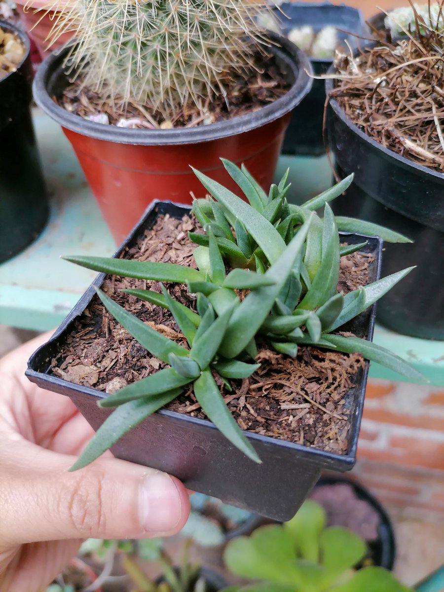 PlantsCactus's tweet photo. Bergeranthus multiceps https://t.co/gFqJDcO1lE