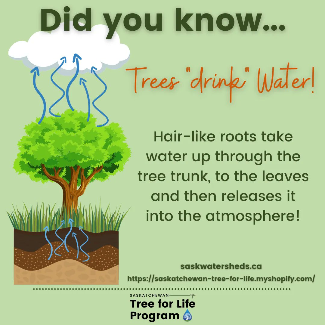 sk_program's tweet photo. Trees “drink” water through small, hair-like roots. The water is carried up the trunk, to the leaves & then releases it into the atmosphere as oxygen & water vapor!
SAW is selling trees through the #SKTreeforLife Program to help support healthy water in Sask!! https://t.co/dv3BaKpjsf
