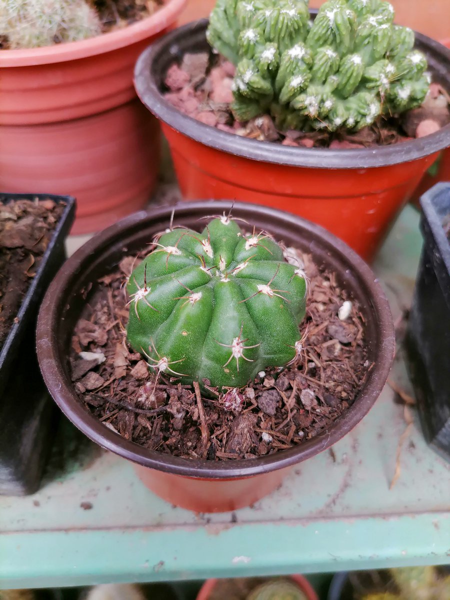 PlantsCactus's tweet photo. Gymnocalycium baldianum https://t.co/q5EtPtVhdK