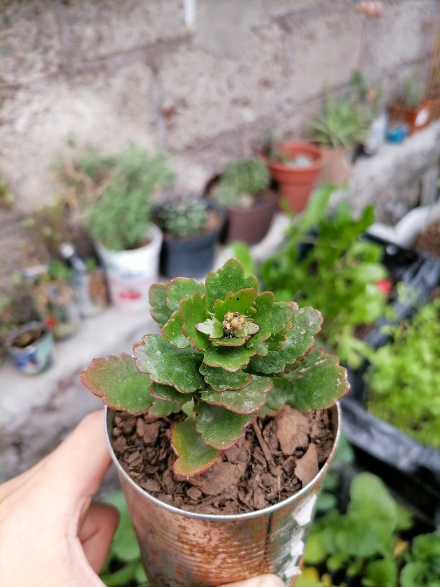 PlantsCactus's tweet photo. Kalanchoe blossfeldiana https://t.co/juBnTekJh5