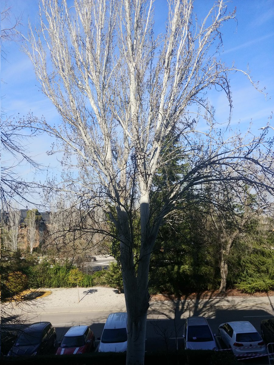 LaroBastrrechea's tweet photo. @Ayto_Las_Rozas Mañana vais a talar un árbol de 40 años, perfectamente sano, en la Calle Comunidad de Madrid porque está levantando el suelo. Pero es que debajo de los adoquines no hay ni cemento. ¿No creéis que hay otras soluciones? https://t.co/7iHYigkxdh