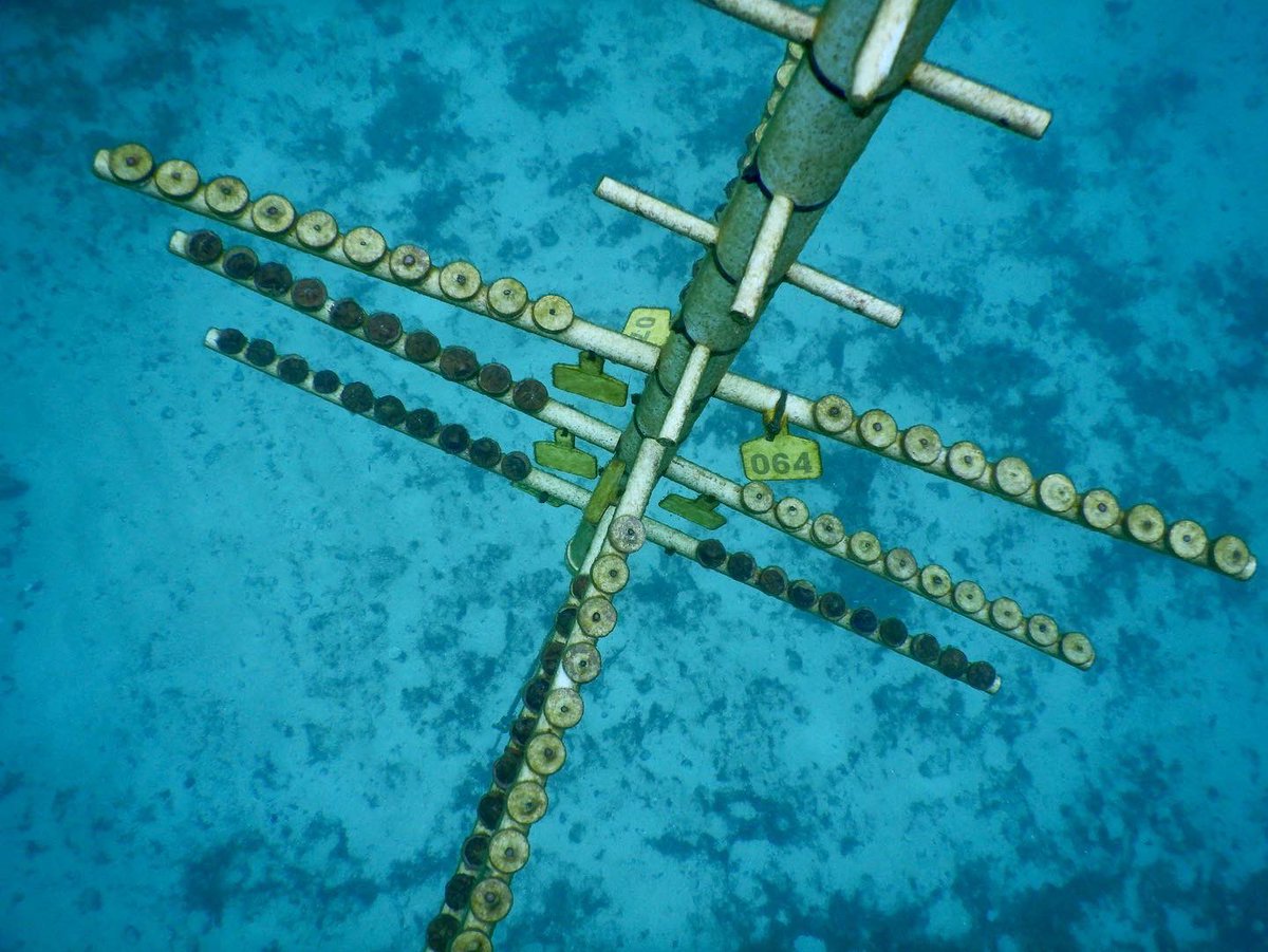 rescueareef's tweet photo. From Nursery to Reef 👶
We are excited to share a new project funded by @FLDEPNews to develop and evaluate the influence of coral size and rearing conditions on survival and growth once outplanted!

Young corals can be a target for fish predation once outplanted to the reef so… https://t.co/y5xCfv43qQ