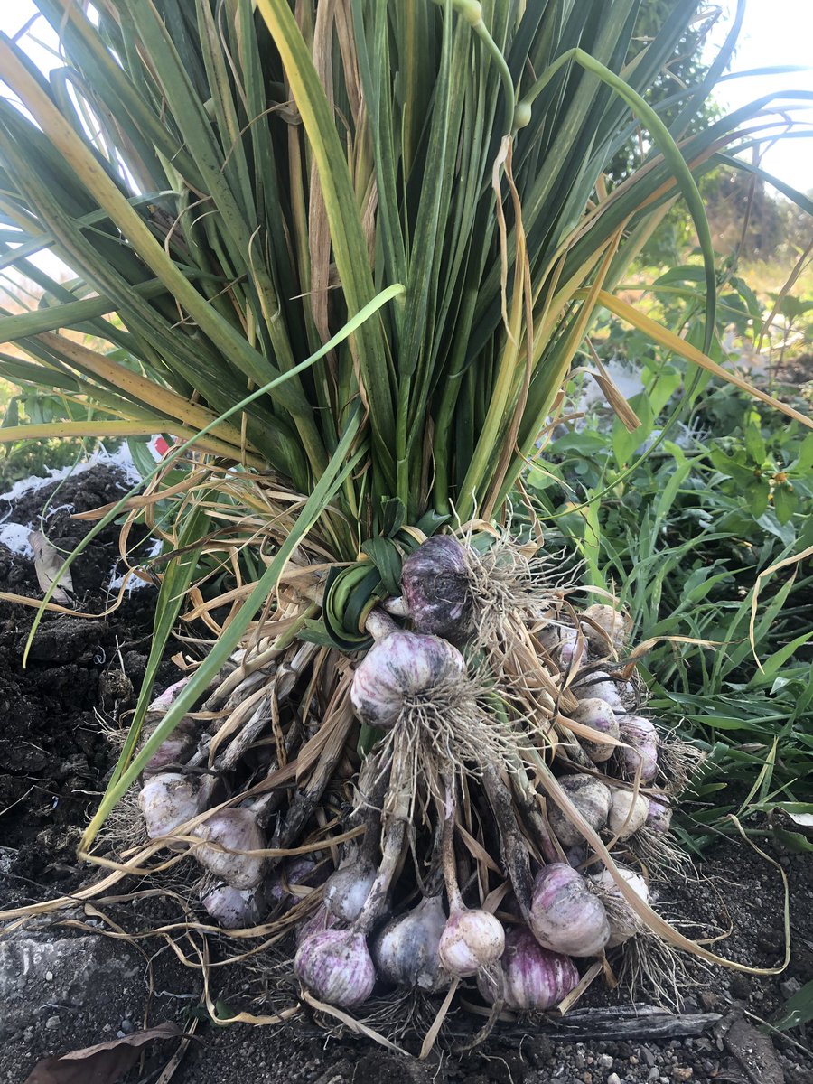 Ske rliby xtiazh naga’ txi taru uluzh ria’zhmë  lo nia // Fresh garlic is tied like this after is harvested in the fields // Amarre tradicional de ajo fresco, después de ser arrancado. #UsaTuVoz