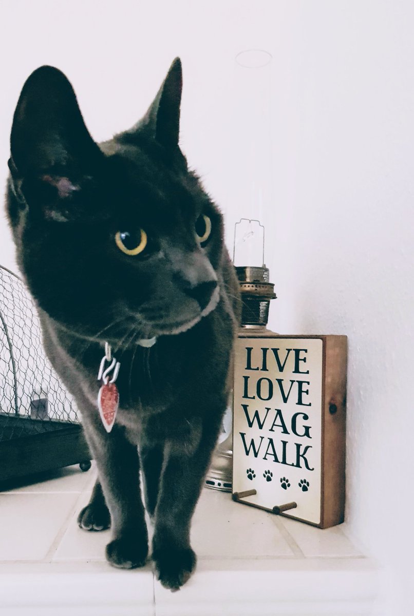 <a href="/PeterSweden7/">PeterSweden</a> I shared a Russian Blue photo that we pet sat.  And commented it's national cat day in Russia.  

Just as a nod to the ordinary civilians that by fate live in 1 country or another.

Would I need to think twice if I lived in Czech Republic?  Stop censorshiping FREE citizens 😤