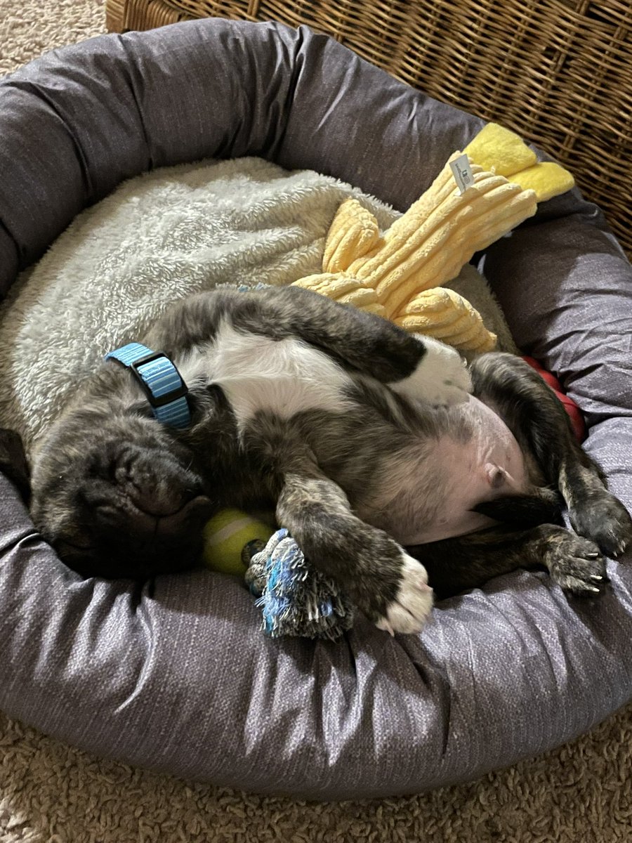 Joannagain's tweet photo. It’s time you meet Beau. Because if Tuesday needs anything it’s puppy pictures. https://t.co/KVeZp0L73i