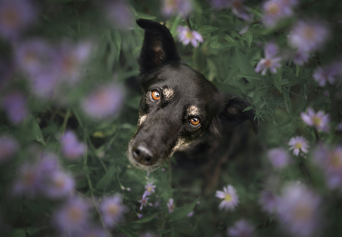 Flower pup 🌸

It's no sunflowers but we still #StandWithUkraine 🌻 #dogsoftwitter #twitterdogcommunity #twitterdogs #spring #Scotland #DogsofTwittter
