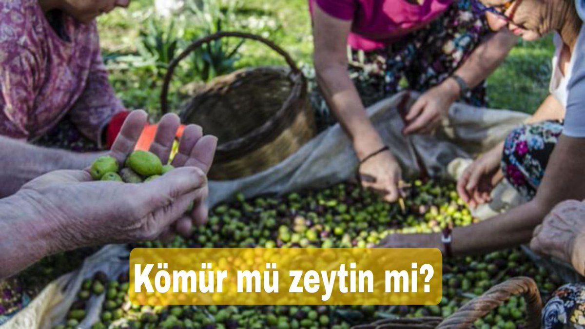 kazdaglariist's tweet photo. Rant için zeytinin yeşilini, kömürün karasına bulamak istiyorlar!

Tüm kamuoyunu #ZeytinİçinAdalet etiketine yasmaya çağırıyoruz!

Doğaya ve yaşam alanlarımıza dönük bu saldırıyı hep birlikte püskürtebiliriz! https://t.co/LtcClg5nDH