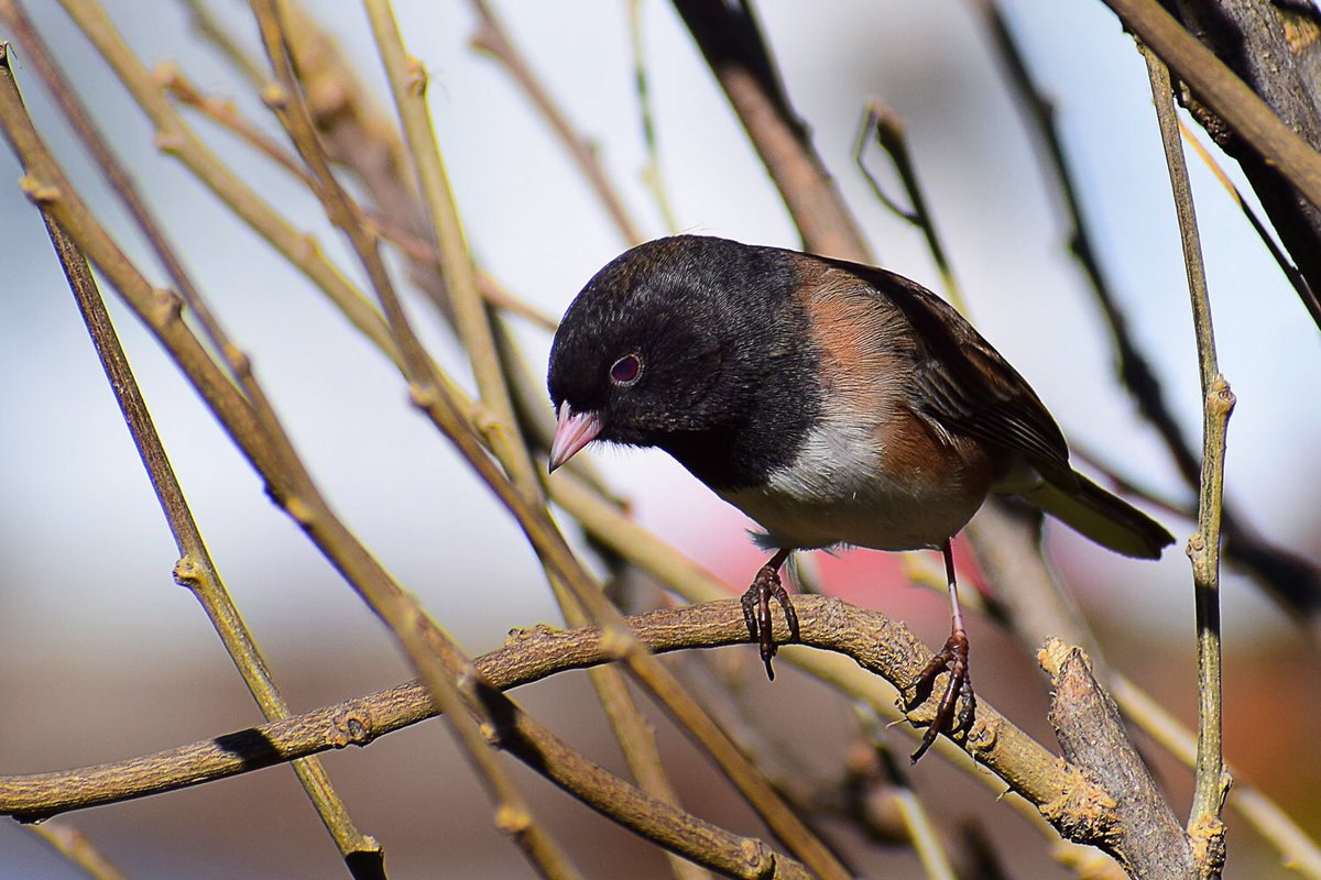 ForestServiceNW's tweet photo. During these difficult times, it’s nice to look at nature &amp; see that spring-time is bursting into full swing. At least, the birds seem to think so. 

📷 By Ron Kikel https://t.co/SNjK149Iqs