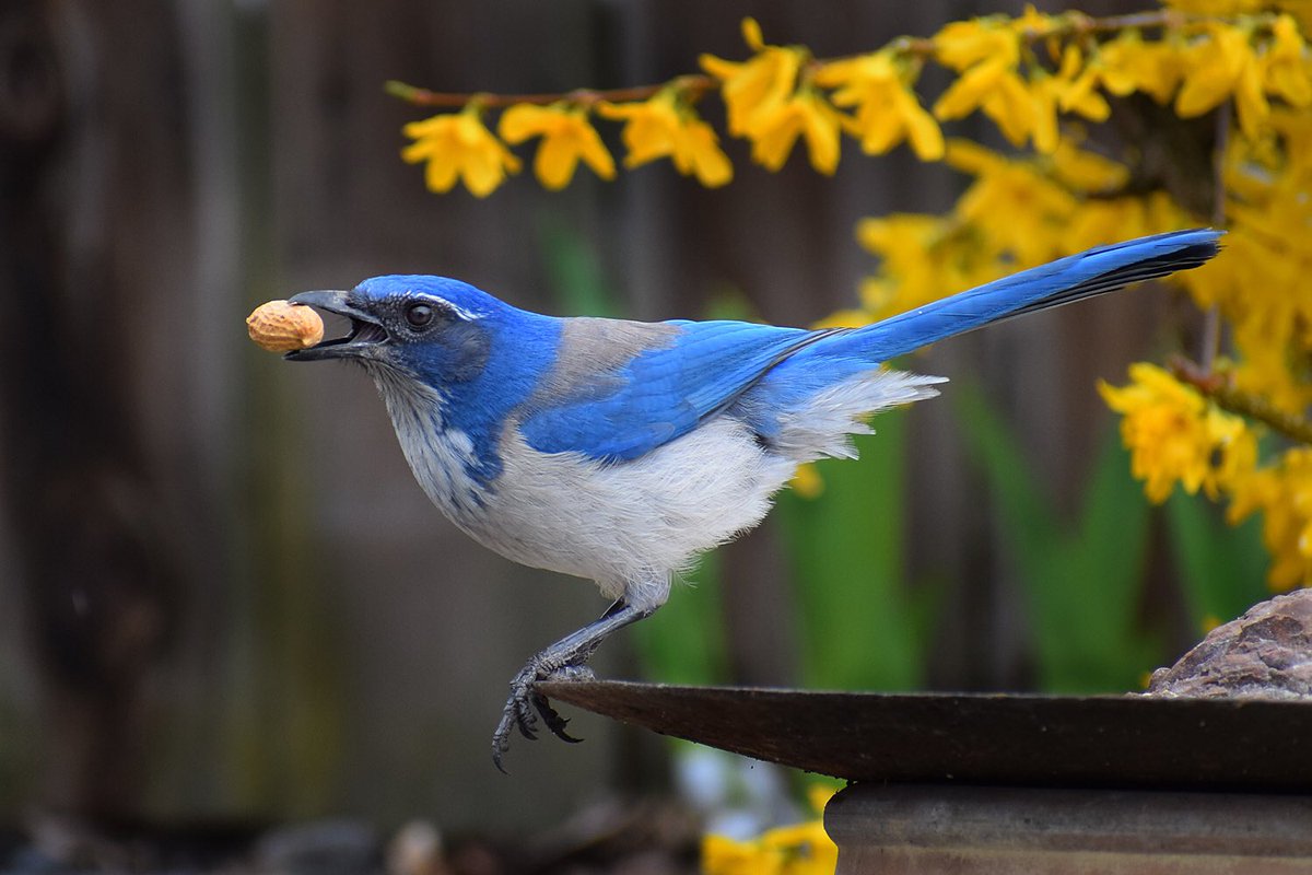 ForestServiceNW's tweet photo. During these difficult times, it’s nice to look at nature &amp; see that spring-time is bursting into full swing. At least, the birds seem to think so. 

📷 By Ron Kikel https://t.co/SNjK149Iqs