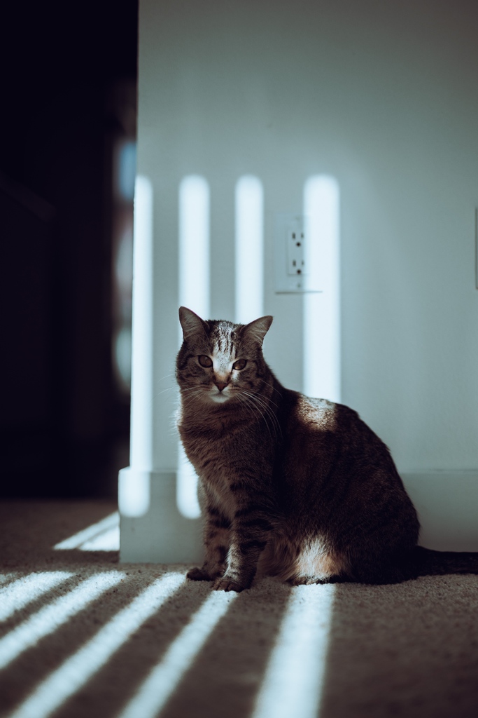 PippintheCatt's tweet photo. I love to play in the room that houses the many beams of light. I can tell they're all schemin' against me so I need to stay on top watch.
#catphotography #catsoftwitter #twittercats #catsdoingnothing #tabbycats #neko #tabbycat #catloverclub #pippinthecatt https://t.co/b7MPoTGRwa